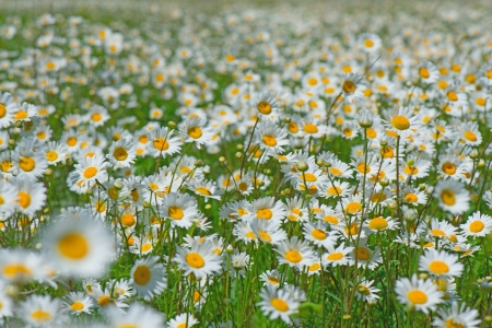 camomile fieldの写真素材