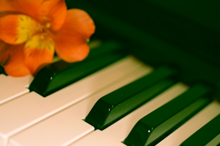 fower on pianoの写真素材