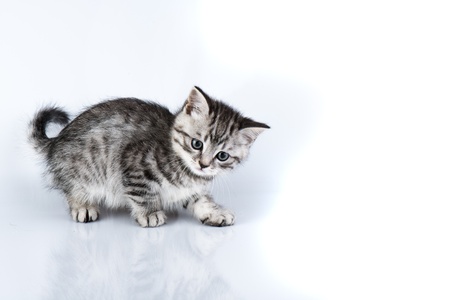 kittenの写真素材