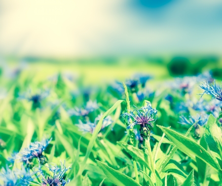 Glade of cornflowers and green grass.の写真素材