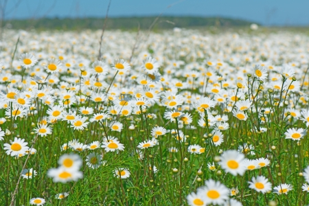 beautiful field of daisiesの写真素材