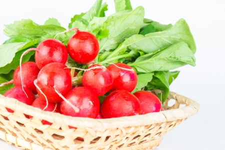 Fresh radishes with topsの写真素材