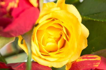 bouquet of red and yellow rosesの写真素材