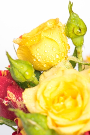 bouquet of red and yellow rosesの写真素材