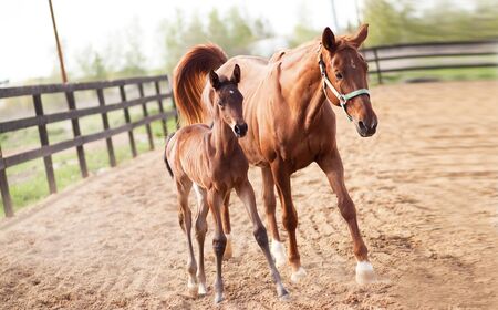 horse with foal