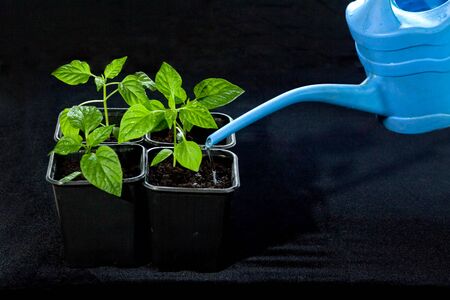 care for seedlings before planting in the gardenの写真素材