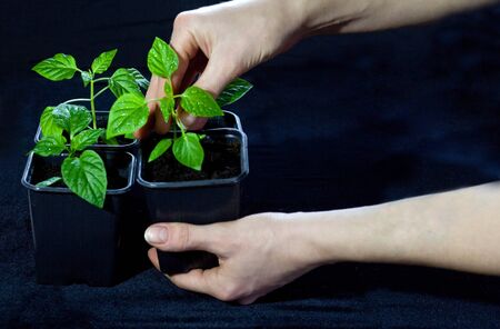 care for seedlings before planting in the gardenの写真素材