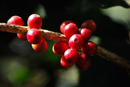 Coffee Beansの写真素材