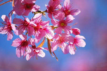 Thai Sakuraの写真素材