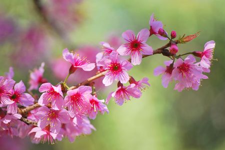 Thai Sakuraの写真素材