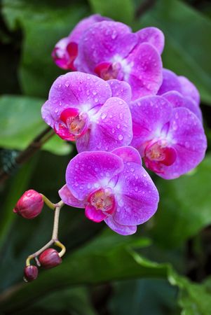 Orchidの写真素材