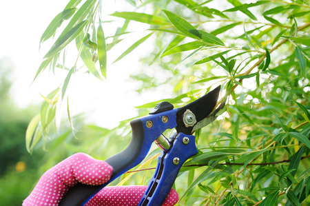 cutting willow tree with secateurs in summer, seasonal garden work