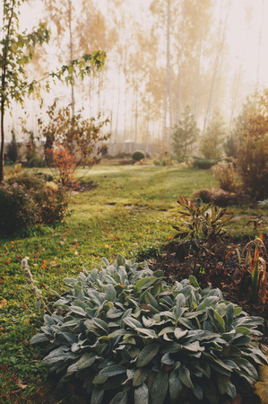 fog in early morning in late autumn garden. Frosty beautiful rural view with pathway, lawn and plants.の写真素材