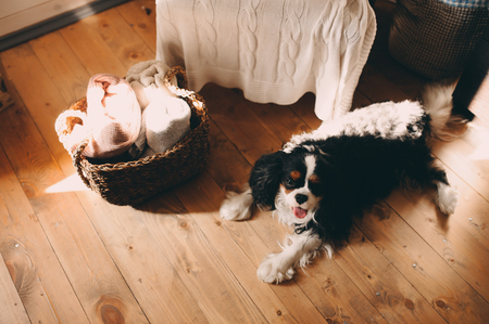 cavalier king charles spaniel dog relaxing at home on the floorの写真素材