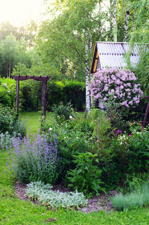 spring in cottage english garden. Blooming syringa meyeri Palibin, wooden archway, catnip (nepeta) and stachys. Blue and lilac colors.の写真素材