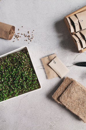 growing microgreen at home. Preparations for seeding with coconut rugs and seeds. Top view, copy...