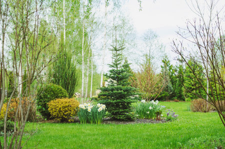early spring garden view with conifers, blooming daffodils, spirea shrubs with fresh sprouts. Fresh green lawn with curvy lines.の写真素材