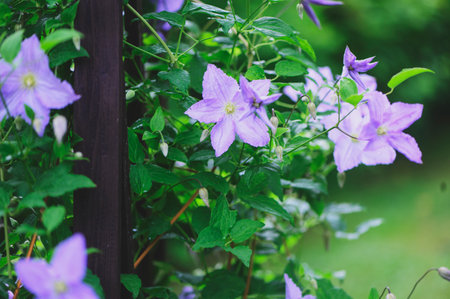 Clematis "Blue angel" blooming on trellis in summer gardenの写真素材