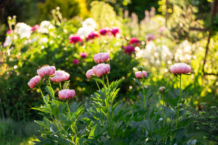peonies blooming in summer cottage garden. "Etched Salmon" peony on foreground. Growing beautiful perennialsの写真素材