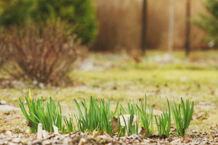 narcissus sprouting in early spring gardenの写真素材