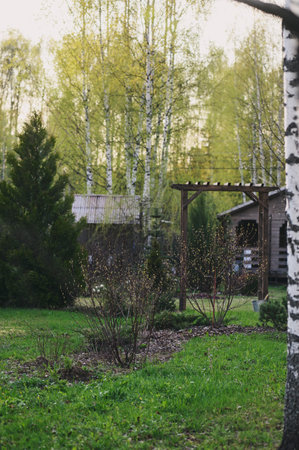 spring in the countryside. Fresh birch leaves in cottage rustic garden with wooden house and archwayの写真素材