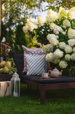garden bench with tea and pillows decor. Blooming hydrangeas paniculata Polar bear. Summer patio and...