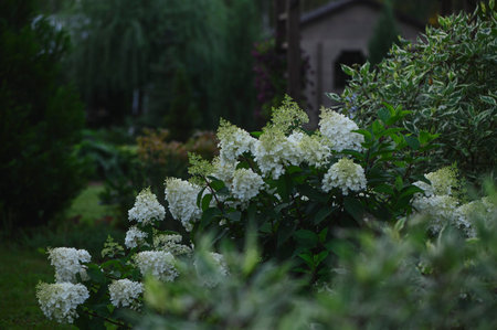hydrangea paniculata planted with cornus alba in summer ornamental cottage garden. Landscape design...