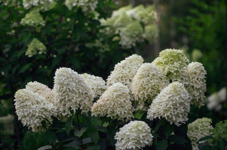 Hydrangea paniculata in summer cottage garden. Group of white blooming hydrangeas, Skyfall on...