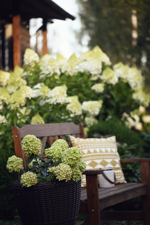 Hydrangeas paniculata in summer cottage ornamental garden. Relax area with wooden bench, "Little Lime" hydrangea in rattan flower pot.の写真素材