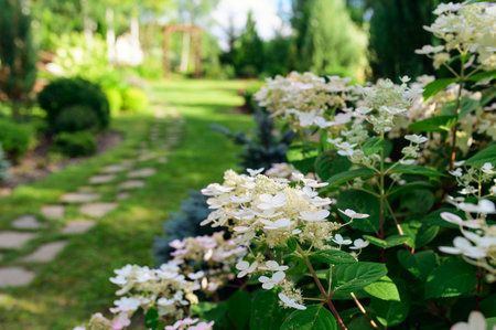 Hydrangea paniculata Early sensation blooming in summer cottage garden