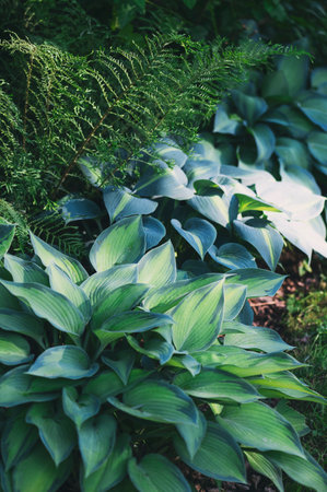 various blue and green hostas growing together in private summer garden. Plants for shady spaces.