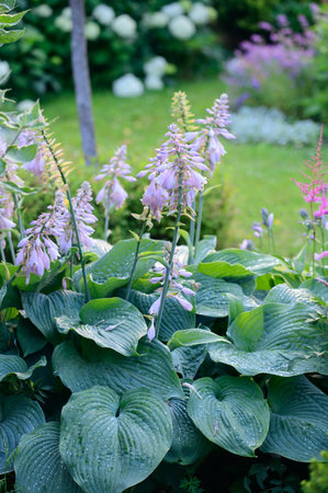 Large blue hosta "Big Daddy" planted in private garden. Summer view with perennials.の写真素材