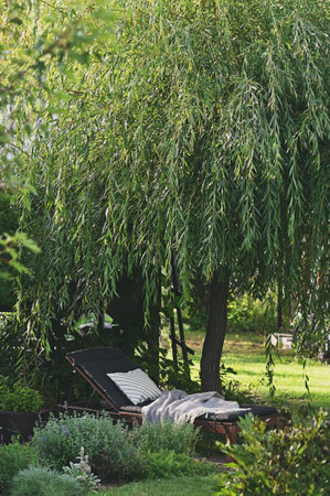 Garden lounger (sunbed) with cozy blanket in summer under old weeping willow treeの写真素材