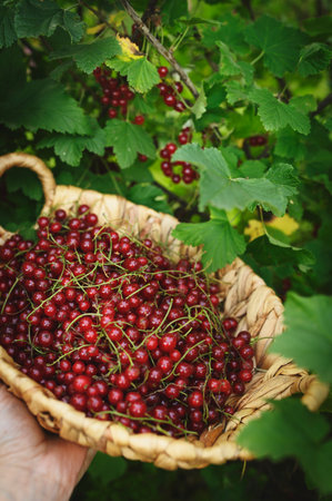 red currant harvested in backet in summer garden with shrub on backgroundの写真素材