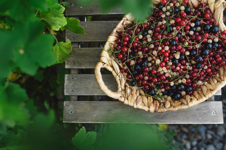 red, white and black current harvest. Berries picked up in basket in summer garden