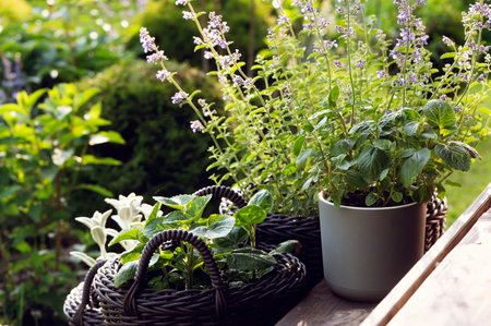 rattan flower pots with perennials on wooden steps of country house. Decorating front porch with flowers.の写真素材