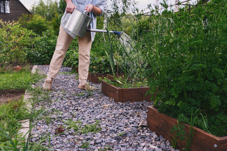 woman gardener watering raised garden beds in summer. Growing fresh vegetablesの写真素材