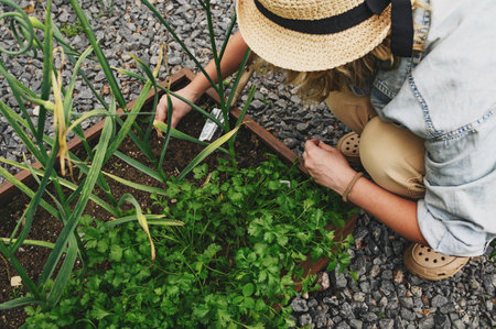 woman gardener seeding parsley to raised garden beds. Growing fresh vegetables in summerの写真素材