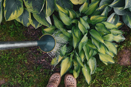 gardener watering hostas with metal can in summer garden. Horticulture and plants care.の写真素材