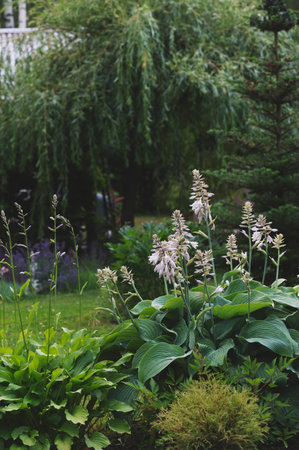 Big blue hosta blooming in summer garden with weeping willow on backgroundの写真素材
