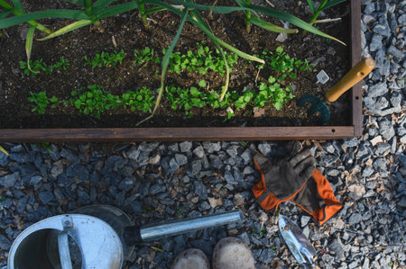 spring vegetable garden work. Seeding and growing herbs in raised garden beds. Gloves, watering can and tools.の写真素材