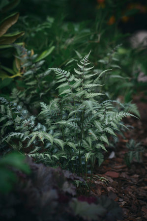 Painted Lady Fern (Athyrium Niponicum 'Metallicum') growing in shady garden with red heucheras
