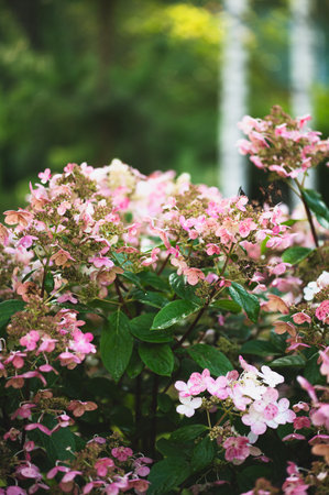 Hydrangea Paniculata Early Sensation in summer cottage ornamental garden. Polar Bear hydrangeas on...