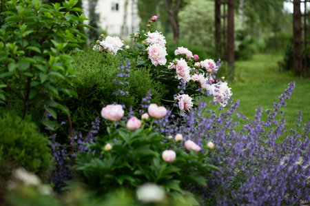 Pink peony "Do Tell" blooming with catmint (nepeta) in summer cottage garden.の写真素材