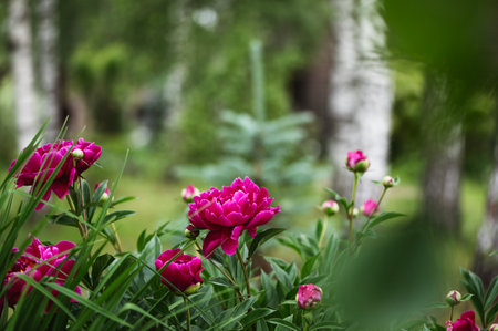 close up of red peonies bloming is summer cottage gardenの写真素材