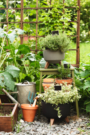 veggie kitchen backyard garden. Herbs planted in pots, vintage watering can and toolsの写真素材