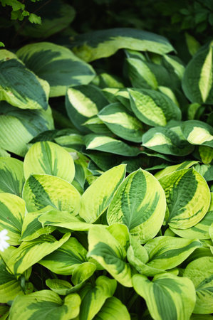 various variegated hostas with green and yellow leaves in summer garden