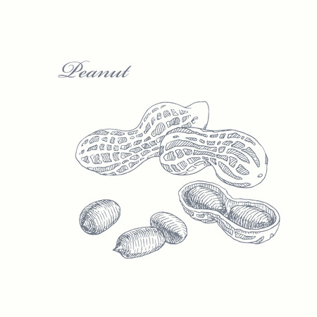 Peanut. hand drawn illustration of groundnutのイラスト素材