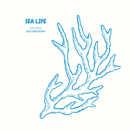 Sprig of coral. Vector hand drawn graphic illustration. Vintage marine sea life sketchのイラスト素材