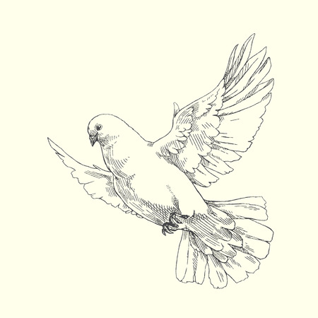 White dove. Vector illustration of flying pigeon isolated on whiteのイラスト素材